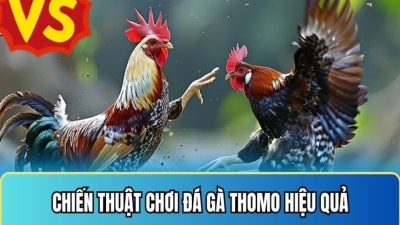 Hướng dẫn cách chơi đá gà Thomo dễ thắng cho người mới